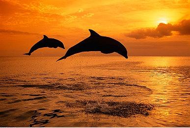 《最后的生还者》及《Wii运动》入选电子游戏名人堂