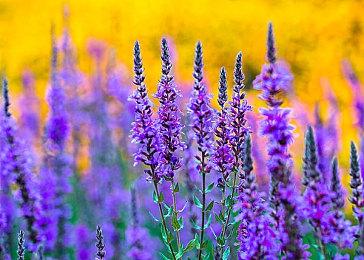 《inZOI（云族裔）》Mac版本即将上线